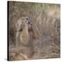 Hamadryas Baboon-DLILLC-Stretched Canvas