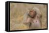 Hamadryas Baboon-DLILLC-Framed Stretched Canvas