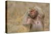 Hamadryas Baboon-DLILLC-Stretched Canvas