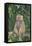 Hamadryas Baboon-DLILLC-Framed Stretched Canvas