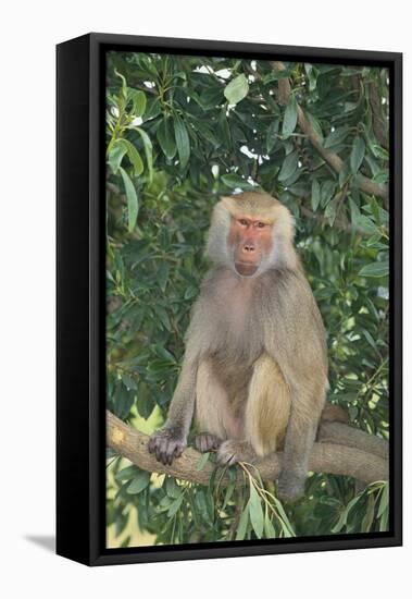 Hamadryas Baboon-DLILLC-Framed Stretched Canvas