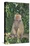 Hamadryas Baboon-DLILLC-Stretched Canvas