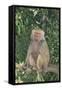 Hamadryas Baboon-DLILLC-Framed Stretched Canvas