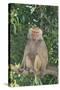 Hamadryas Baboon-DLILLC-Stretched Canvas