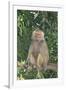 Hamadryas Baboon-DLILLC-Framed Premium Photographic Print