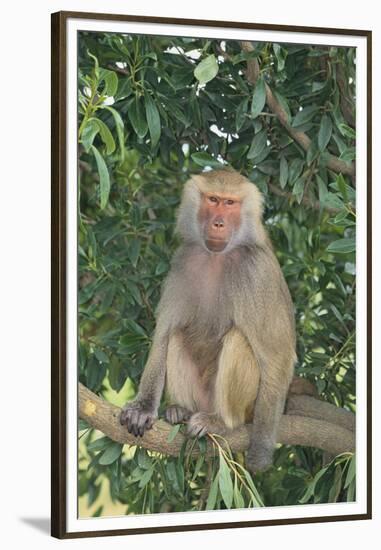 Hamadryas Baboon-DLILLC-Framed Premium Photographic Print