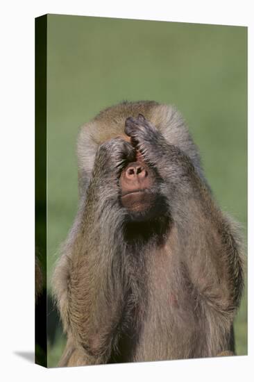 Hamadryas Baboon-DLILLC-Stretched Canvas