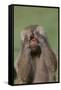 Hamadryas Baboon-DLILLC-Framed Stretched Canvas