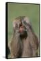 Hamadryas Baboon-DLILLC-Framed Stretched Canvas