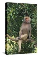 Hamadryas Baboon-DLILLC-Stretched Canvas