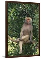 Hamadryas Baboon-DLILLC-Framed Premium Photographic Print