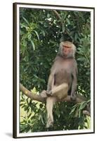 Hamadryas Baboon-DLILLC-Framed Premium Photographic Print