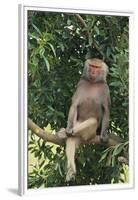 Hamadryas Baboon-DLILLC-Framed Premium Photographic Print