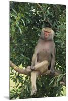 Hamadryas Baboon-DLILLC-Mounted Premium Photographic Print