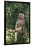 Hamadryas Baboon-DLILLC-Framed Premium Photographic Print