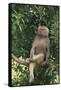 Hamadryas Baboon-DLILLC-Framed Stretched Canvas