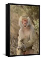 Hamadryas Baboon-DLILLC-Framed Stretched Canvas