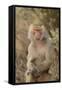 Hamadryas Baboon-DLILLC-Framed Stretched Canvas