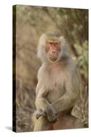 Hamadryas Baboon-DLILLC-Stretched Canvas