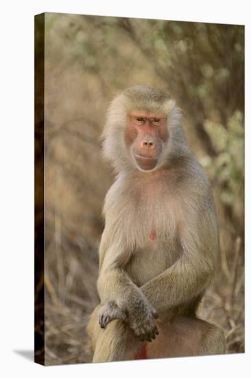 Hamadryas Baboon-DLILLC-Stretched Canvas