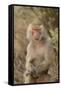 Hamadryas Baboon-DLILLC-Framed Stretched Canvas