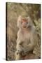 Hamadryas Baboon-DLILLC-Stretched Canvas