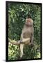 Hamadryas Baboon-DLILLC-Framed Photographic Print