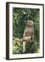 Hamadryas Baboon-DLILLC-Framed Photographic Print