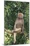 Hamadryas Baboon-DLILLC-Mounted Photographic Print