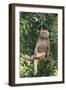 Hamadryas Baboon-DLILLC-Framed Photographic Print