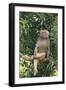 Hamadryas Baboon-DLILLC-Framed Photographic Print