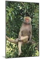 Hamadryas Baboon-DLILLC-Mounted Photographic Print