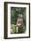 Hamadryas Baboon-DLILLC-Framed Photographic Print