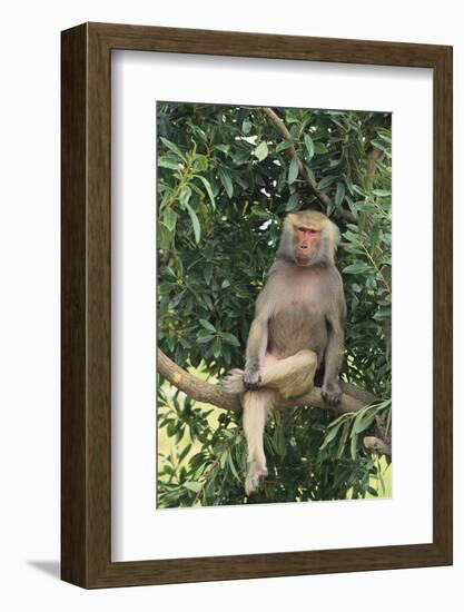 Hamadryas Baboon-DLILLC-Framed Photographic Print