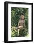 Hamadryas Baboon-DLILLC-Framed Photographic Print