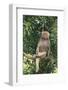 Hamadryas Baboon-DLILLC-Framed Photographic Print