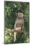 Hamadryas Baboon-DLILLC-Mounted Photographic Print