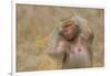 Hamadryas Baboon-DLILLC-Framed Photographic Print