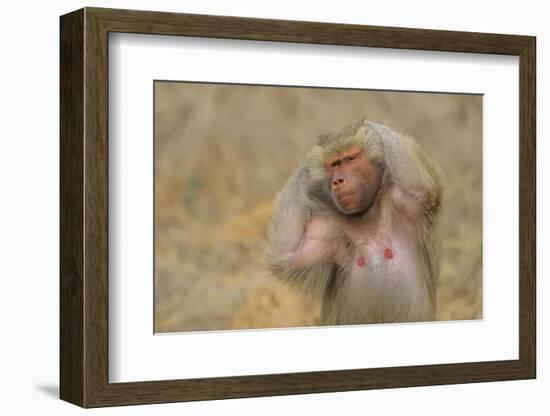 Hamadryas Baboon-DLILLC-Framed Photographic Print