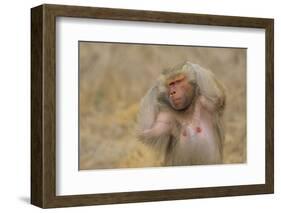 Hamadryas Baboon-DLILLC-Framed Photographic Print