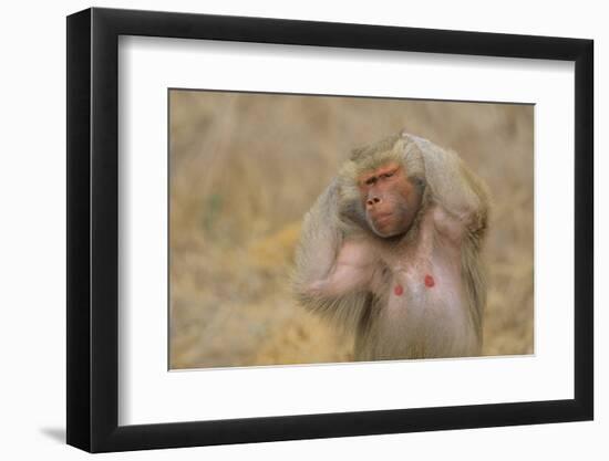 Hamadryas Baboon-DLILLC-Framed Photographic Print