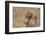 Hamadryas Baboon-DLILLC-Framed Photographic Print