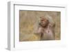 Hamadryas Baboon-DLILLC-Framed Photographic Print