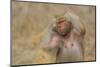 Hamadryas Baboon-DLILLC-Mounted Photographic Print