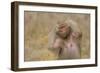 Hamadryas Baboon-DLILLC-Framed Photographic Print