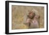 Hamadryas Baboon-DLILLC-Framed Photographic Print