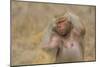 Hamadryas Baboon-DLILLC-Mounted Photographic Print