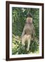 Hamadryas Baboon-DLILLC-Framed Photographic Print