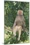 Hamadryas Baboon-DLILLC-Mounted Photographic Print