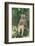 Hamadryas Baboon-DLILLC-Framed Photographic Print